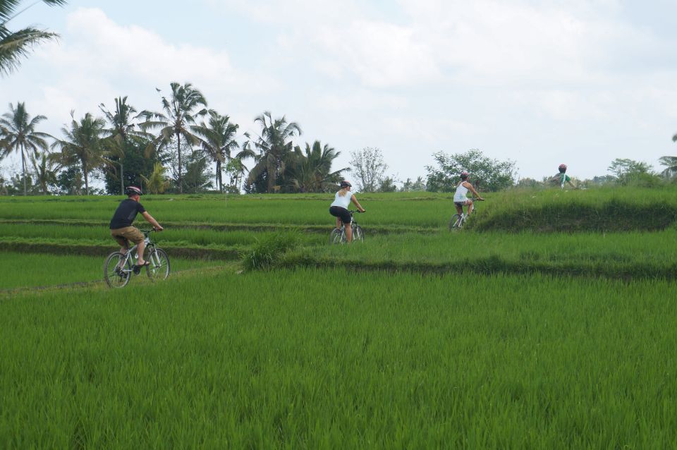 Kuta: Kintamani Culture and Nature Guided Cycling Tour - Tour Description