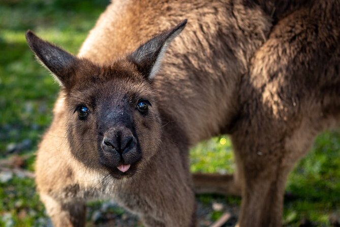 Kyabram Fauna Park General Entry Ticket - Traveler Photo Gallery