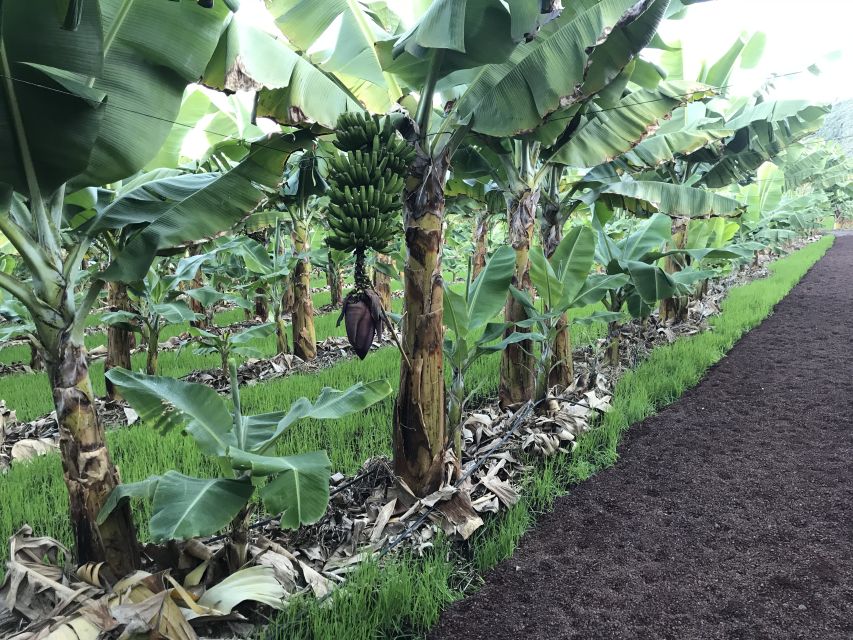 La Orotava: Ecological Banana Plantation Guided Tour - Booking Information