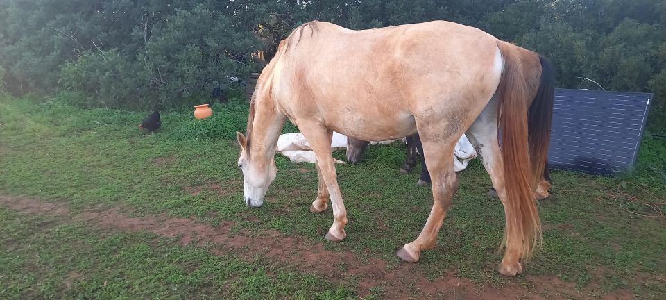 Lagos: a Walk With a Rescued Horse at the Sanctuary - Location Information