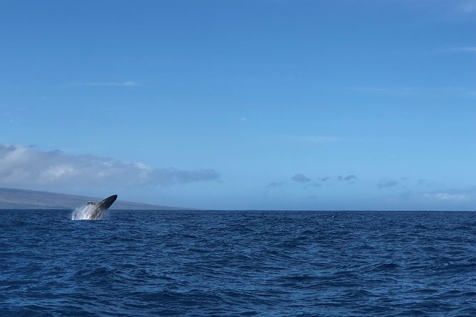 Lahaina Small-Vessel Whale-Watching Experience (Mar ) - Logistics and Policies