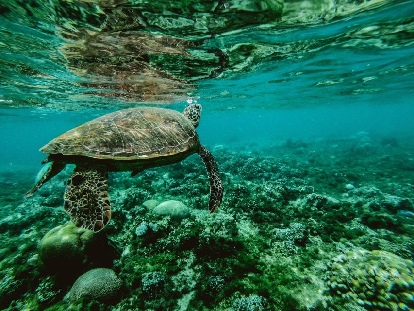Lahaina: Turtle Town Snorkeling Trip With Photo and Video - Group Size and Cancellation Policy