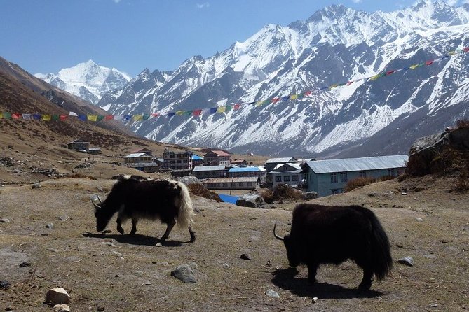 Langtang Valley Trek - Itinerary and Expectations