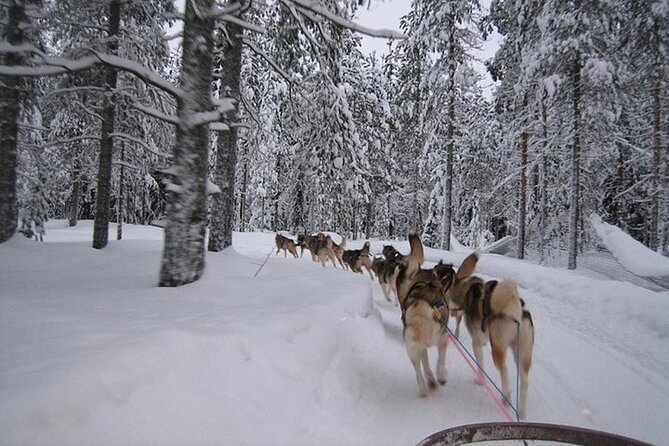 Lapland 2-Hour Husky Safari From Levi (Mar ) - Pickup Instructions