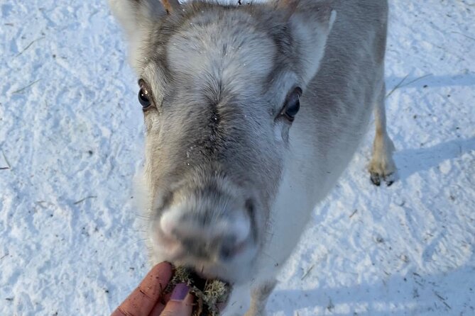 Lapland Reindeer and Husky Safari From Levi - Dress Code and Preparation