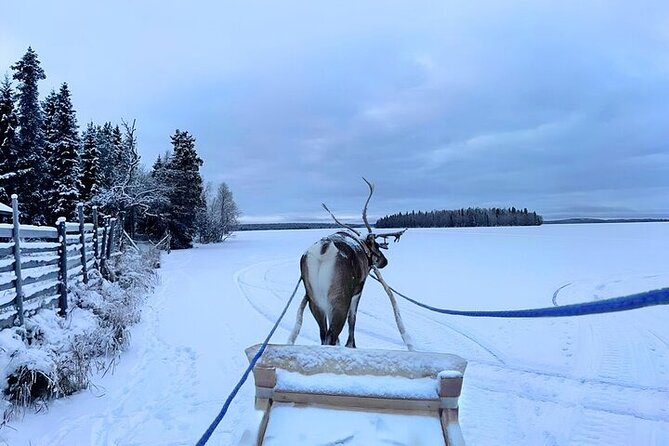 Lapland Reindeer Safari From Levi - Reviews and Ratings