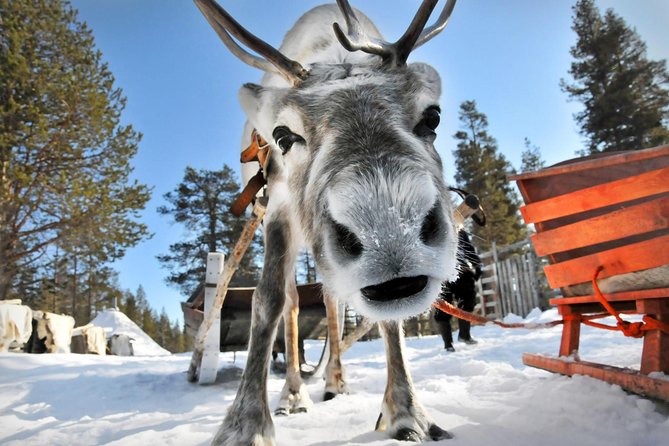 Lapland Reindeer Safari From Rovaniemi - Traveler Reviews and Recommendations