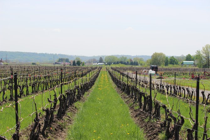 Learn About Wine Making on a Between the Lines Winery Tour  - Niagara Falls & Around - Additional Details