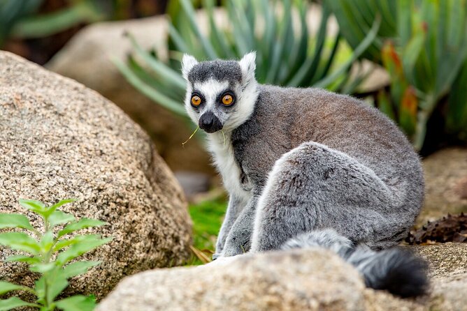 Lemur Experience at Melbourne Zoo - Excl. Entry - Last Words