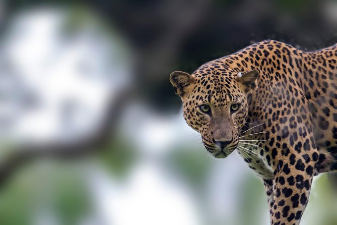 Leopard Safari Tour in Yala National Park - Pickup Details and Areas Covered