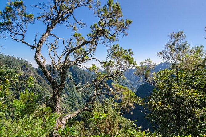 Levada Walk From Ribeiro Frio to Portela - Meeting and Pickup Information