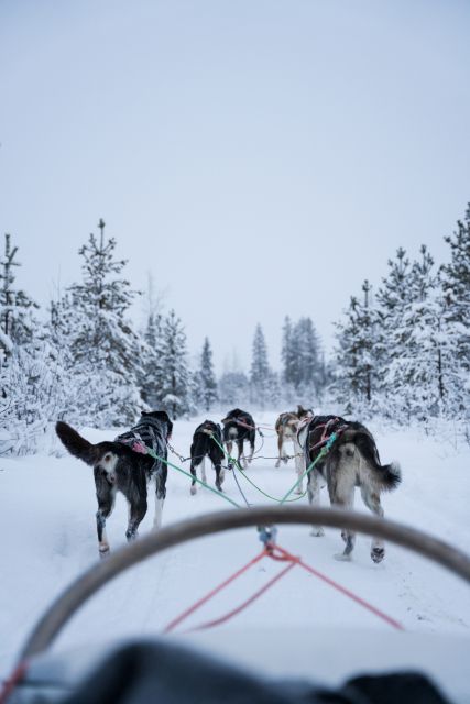 Levi: Evening Husky Sled Ride Under the Northern Lights - Inclusions