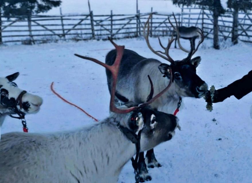 Levi: Lapland Reindeer Safari - Review Summary