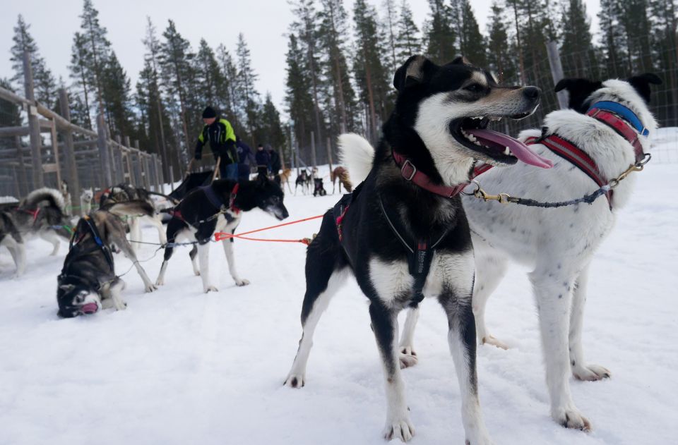 Levi Polar Lights Tours: Arctic Circle Guided Husky Tour - Inclusions