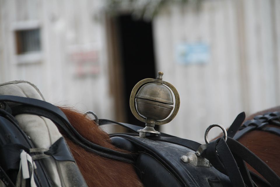 Levi, Polar Lights Tours: One Horse Open Sleigh Ride - Participant Selection and Date