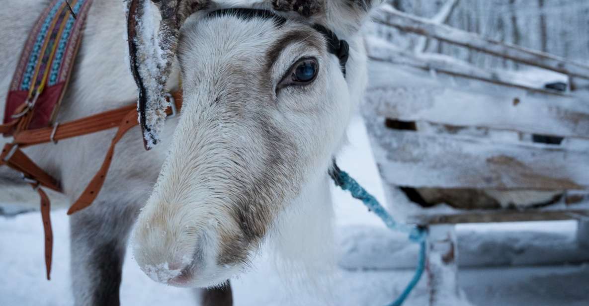 Levi Polar Lights Tours: Reindeer and Husky Safari - Tour Highlights