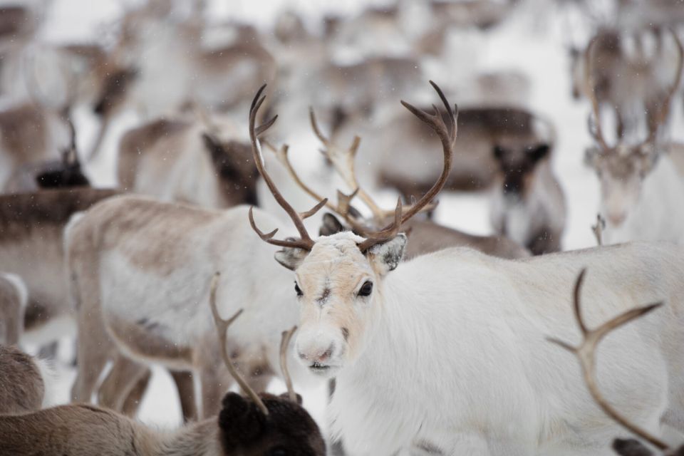 Levi: Traditional Reindeer Husbandry Experience - Inclusions Provided