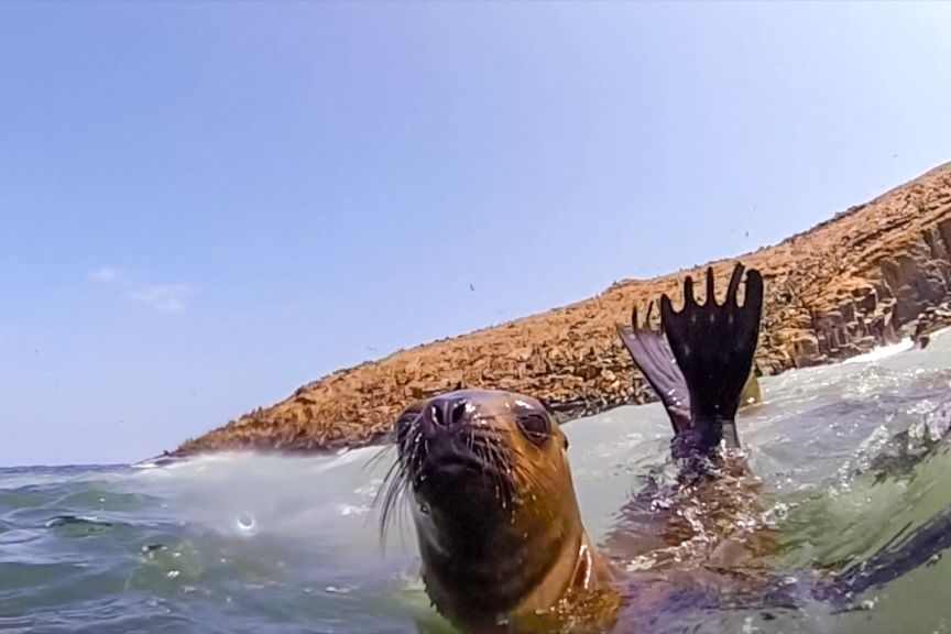 Lima: Palomino Islands Speedboat Tour & Swim With Sea Lions - Review Summary