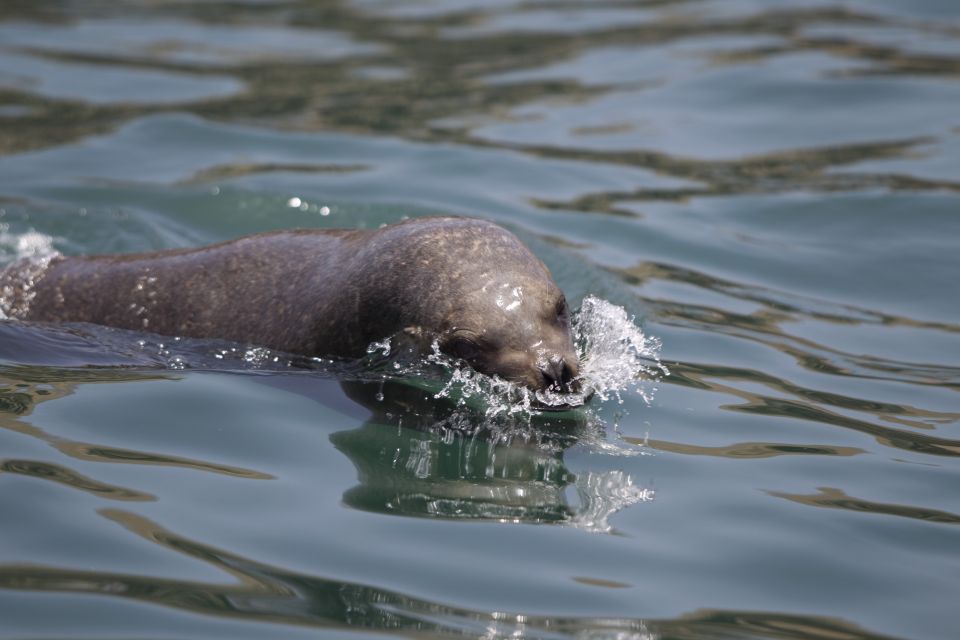 Lima: Sea Lion Swim and Wildlife Palomino Islands Cruise - Inclusions