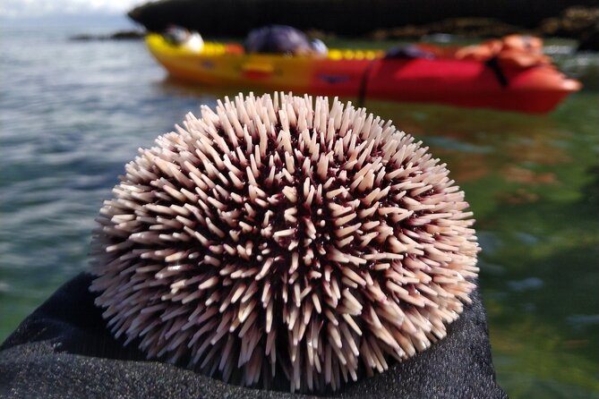 Lisbon Arrábida Natural Park Kayaking Tour With Lunch - Tour Experience