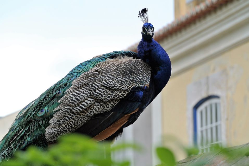 Lisbon: St George's Castle Skip-the-Line Tour - Reservation Information