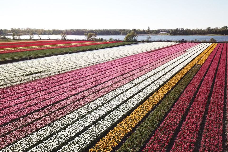 Lisse: Self-guided Tulip Fields GPS Audio Tour - Audio Tour Features