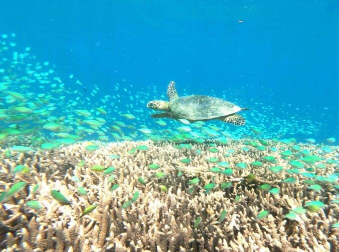 Lombok : Nanggu, Sudak & Kedis Islands Full Day Snorkeling - Exploring Sudak Island Underwater