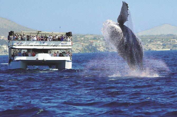 Los Cabos Whale Watching Cruise Including Breakfast - Customer Reviews Summary