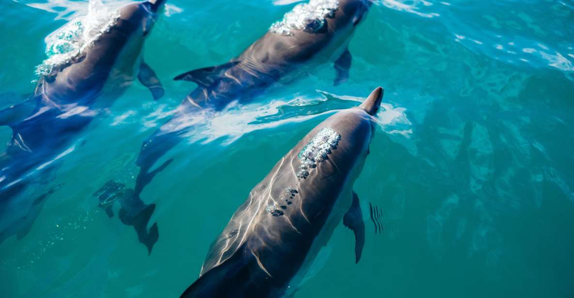 Lovina Dolphin and North Bali Sightseeing - All Inclusive - Tour Description
