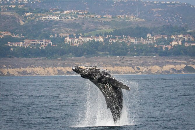 Luxury Whale Watching: Fewer People, Extra Speed, Expert Staff - Unforgettable Encounters With Marine Life