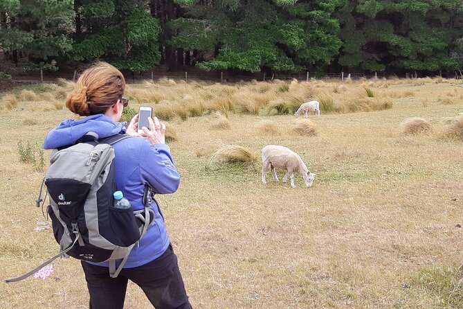 Lyttelton Shore Excursion -Guided Hiking Tour Packhorse Hut - Experienced Tour Guides