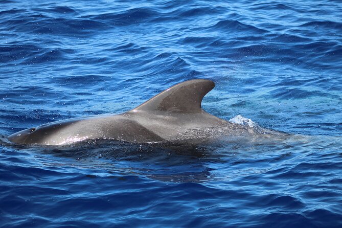 Madeira Dolphin & Whale Watching Tour - Customer Satisfaction