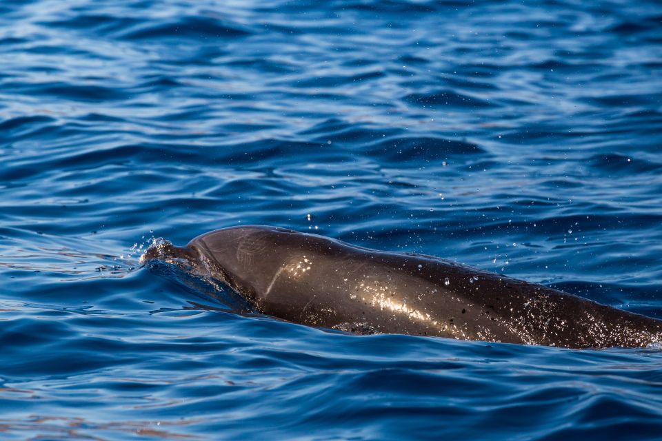 Madeira: Guaranteed Whales or Dolphins Watching Tour - Experience Highlights