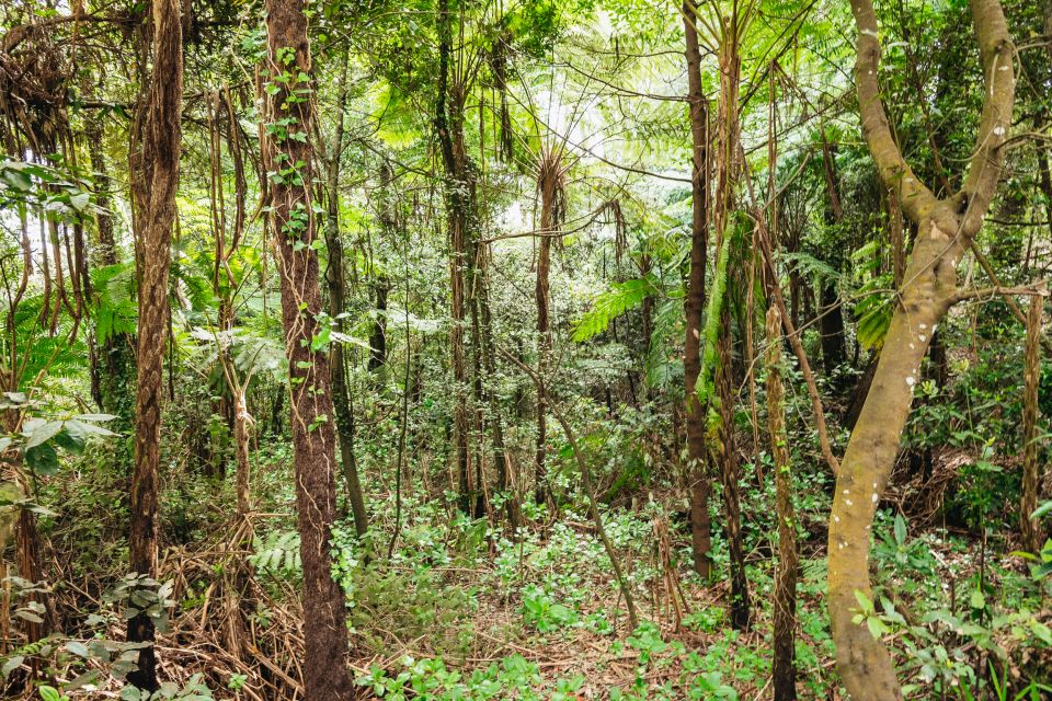 Madeira: Half-Day Pico Arieiro Jeep Tour - Additional Information for Travelers