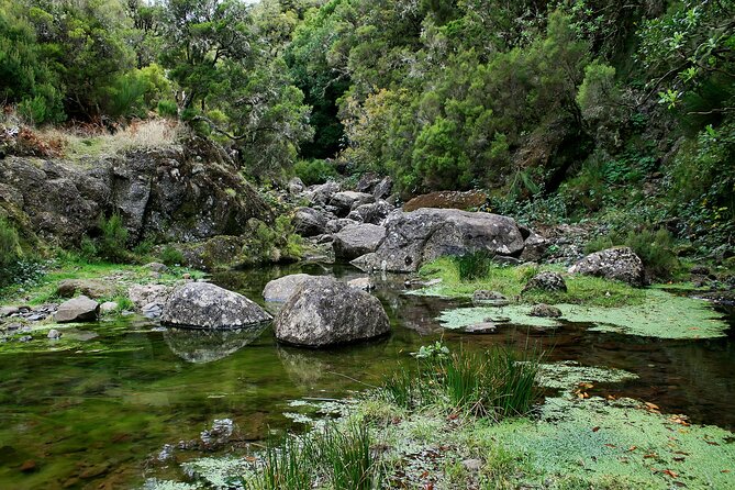 Madeira Levada Walk - Rabacal Lakes and Fountains - Tour Guide Performance and Interactions