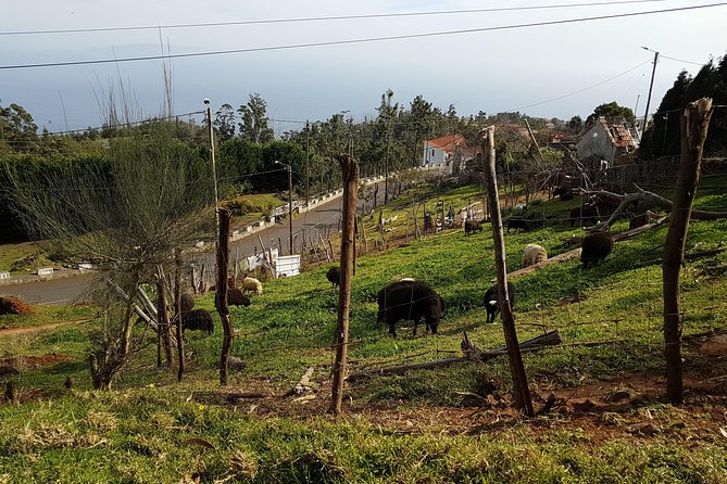 Madeira: Private Camacha Levada Do Tornos Walk - Safety Guidelines and Recommendations