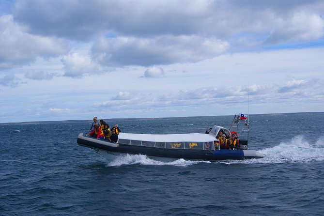 Magdalena Island Penguin Tour by Boat From Punta Arenas - Common questions