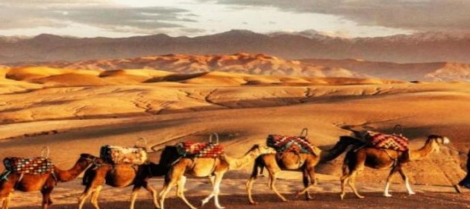 Magical Dinner in Marrakech Desert and Camel Ride at Sunset - Customer Reviews and Ratings