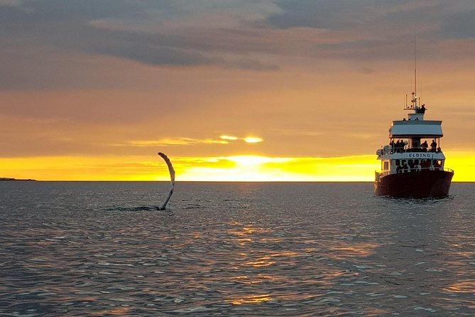 Magical Whales in the Midnight Sun From Reykjavik - Meet the Whales and Dolphins