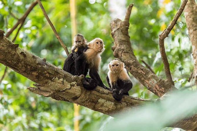 Manuel Antonio National Park One Day Tour From San Jose - Safety Tips