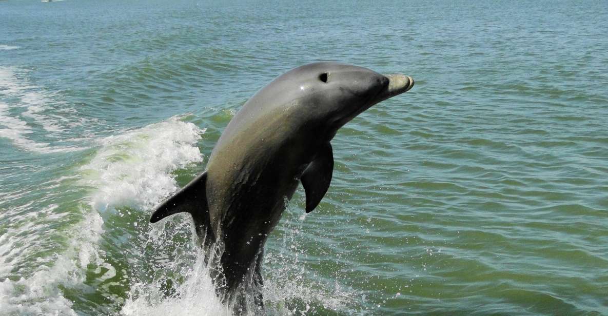 Marco Island: 2-Hour Dolphin, Birding, and Shelling Tour - Certified Naturalist Guide