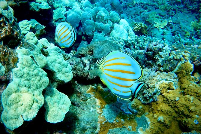 Marine Biologist Guided Snorkel Tour From Shore With Photos - Cancellation Policy Details