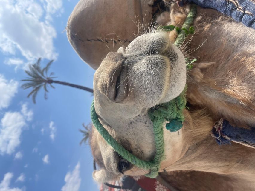 Marrakech : Camel Ride in the Palm Grove With Transport - Location Details