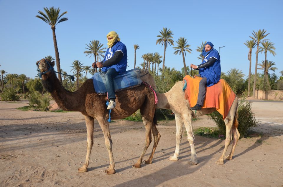 Marrakech: Camel Ride Trip in Palm Groves With Tea Break - Review Summary