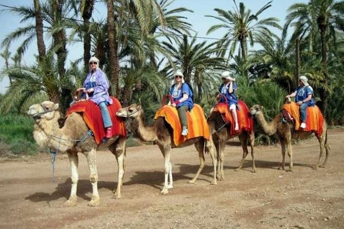 Marrakech Half-Day Camel Ride in Palm Grove - Last Words