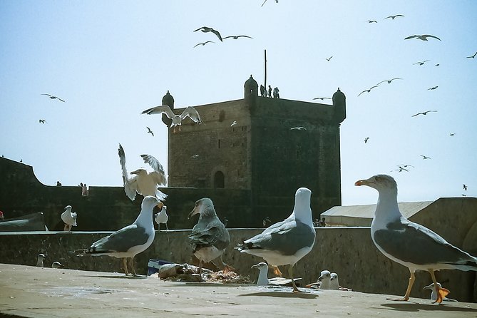 Marrakech to Essaouira: Private Tour - Additional Resources