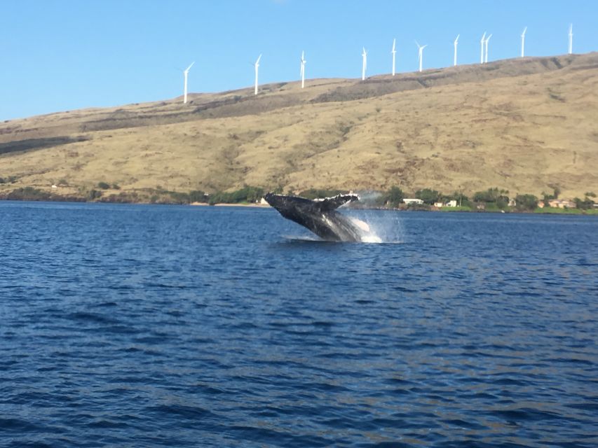 Maui: Eco-Friendly Whale Watching Tour From Ma'alaea Harbor - Booking Information and Flexible Options