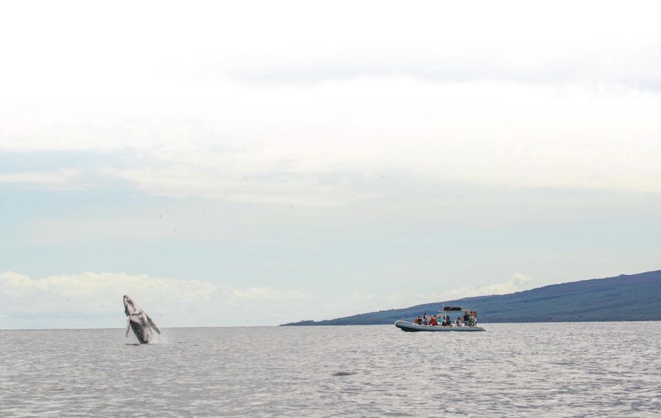 Maui: Guided Whale Watching Tour on Eco Raft - Vessel Details