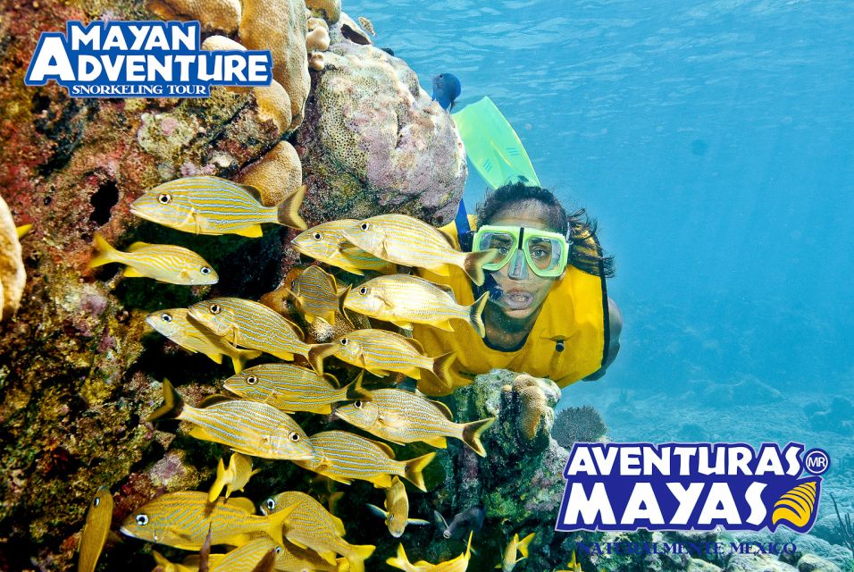 Mayan Adventure - 3 Different Snorkeling Sites in One Day! - Snorkeling Site 3: Marine Life Encounter