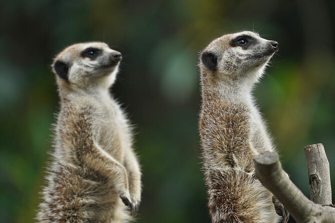 Meerkat Experience at Melbourne Zoo - Excl. Entry - Professional Ranger Guide Included